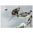 Two Mallards near a Snow-Covered Lotus by Ohara Koson