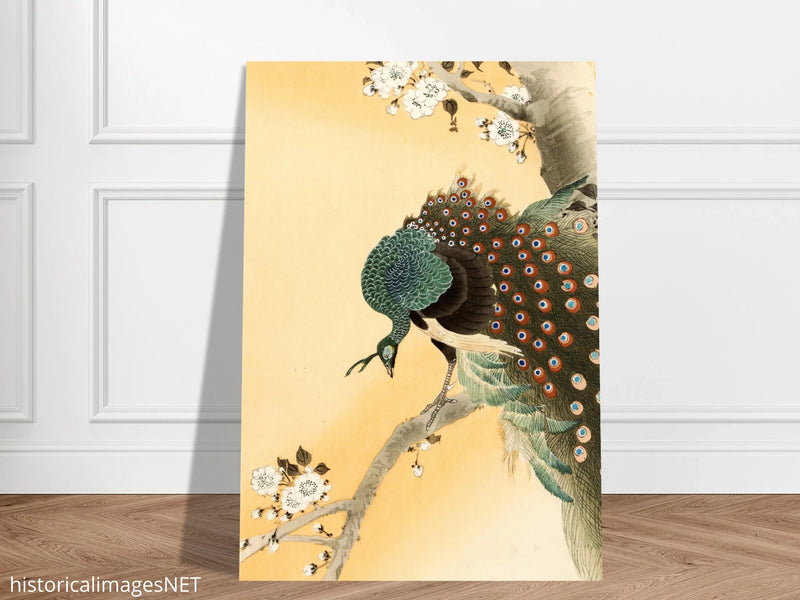 Peacock in cherry tree by Ohara Koson.