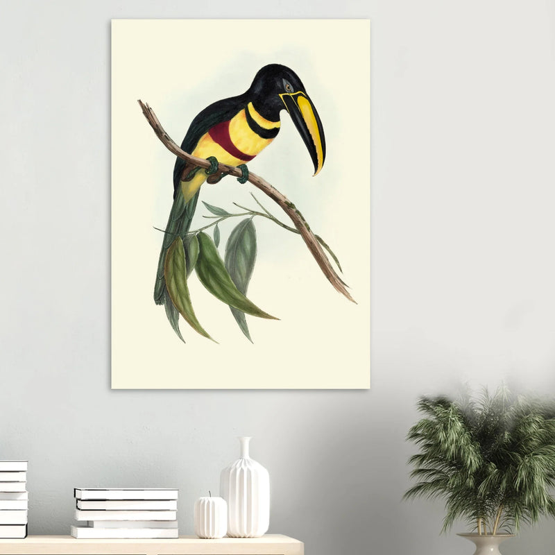 Toucan by John Gould XIX Century. Antique bird illustration