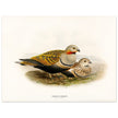 Black bellied sandgrouse birds. Vintage bird print.   XIX beautiful illustration of european birds collection.