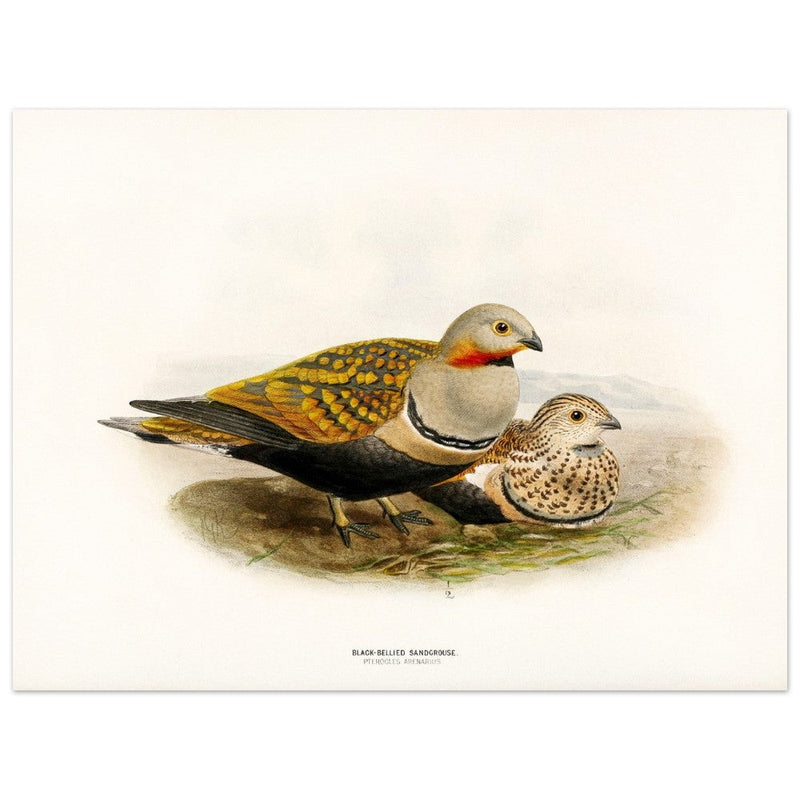 Black bellied sandgrouse birds. Vintage bird print.   XIX beautiful illustration of european birds collection.