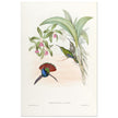 Hummingbirds  by John Gould XIX century . A Monograph of the Trochilidae. 4906