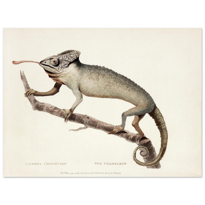 The Chameleon. Lacerta Chameleon by George Shaw 1792. Poster reproduction of an old historic illustration..