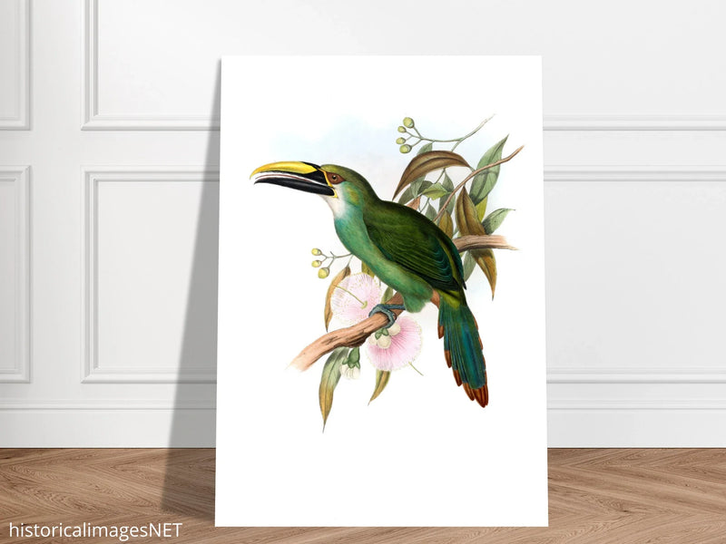 Art print / canvas of vintage green toucan by John Gould XIX Century. Antique bird painting