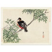 Black-red bird by Matsumura Keibun, 1892.