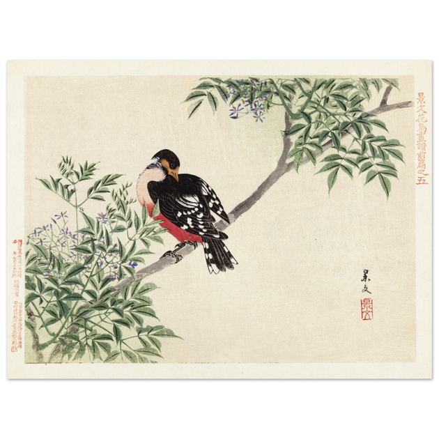Black-red bird by Matsumura Keibun, 1892.