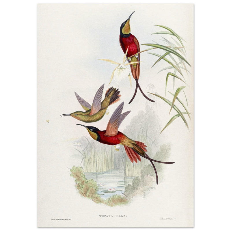 Hummingbirds  by John Gould XIX century . A Monograph of the Trochilidae. 4884
