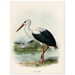 White stork. Vintage bird print .   XIX beautiful illustration of european birds collection.