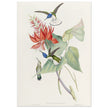 Hummingbirds  by John Gould XIX century . A Monograph of the Trochilidae.