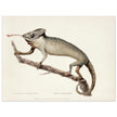 The Chameleon. Lacerta Chameleon by George Shaw 1792. Poster reproduction of an old historic illustration..
