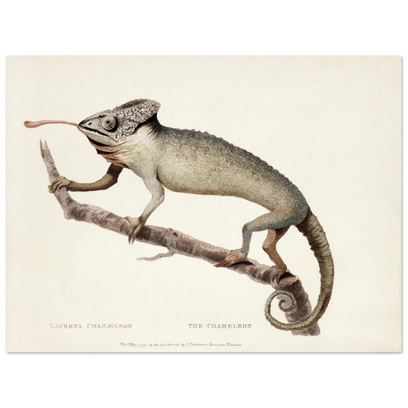 The Chameleon. Lacerta Chameleon by George Shaw 1792. Poster reproduction of an old historic illustration..