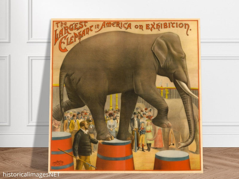 Vintage circus exhibition poster.
