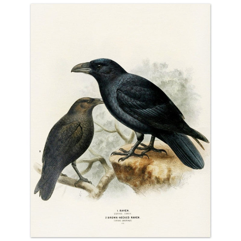 Raven and brown necked raven birds. Vintage bird print.   XIX beautiful illustration of european birds collection.