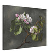 Apple Blossoms flowers by Martin Johnson Heade