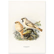 Algerian desert sparrow. Vintage bird print.   XIX beautiful illustration of european birds collection.