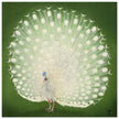 Peacock woodblock print by Ohara Koson