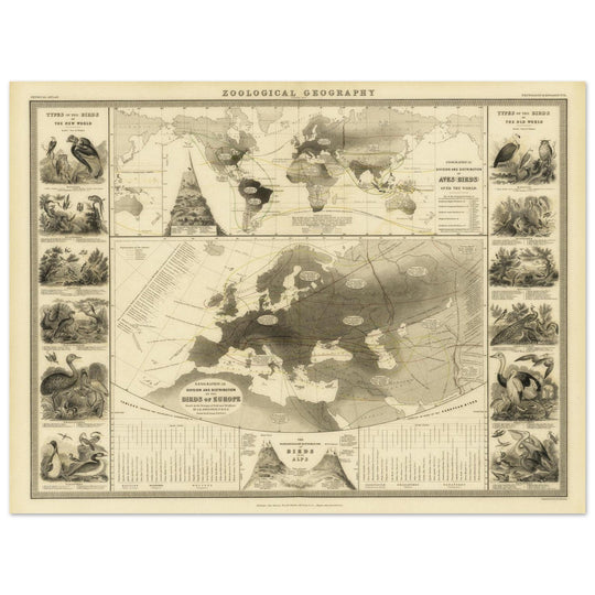Birds in Europe illustrated vintage old map by Alexander Keith Johnston