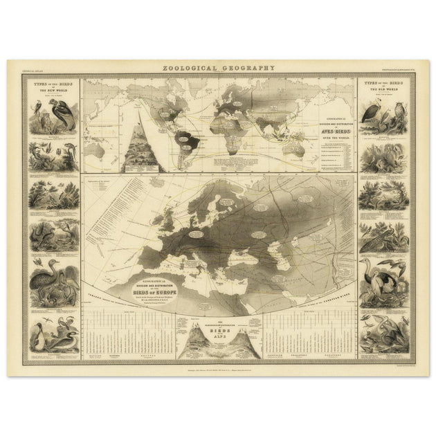 Birds in Europe illustrated vintage old map by Alexander Keith Johnston