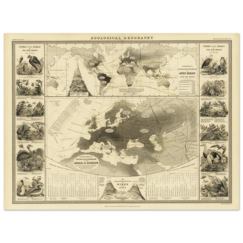 Birds in Europe illustrated vintage old map by Alexander Keith Johnston