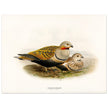 Black bellied sandgrouse birds. Vintage bird print.   XIX beautiful illustration of european birds collection.