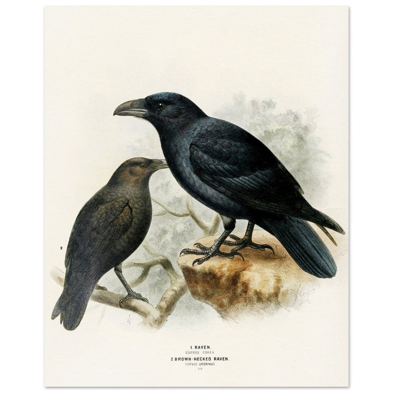 Raven and brown necked raven birds. Vintage bird print.   XIX beautiful illustration of european birds collection.