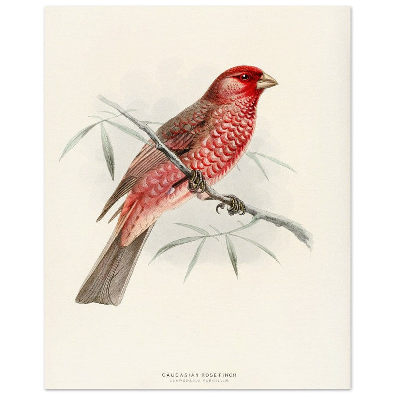Caucasian Rose finch. Vintage bird print .   XIX beautiful illustration of european birds collection.