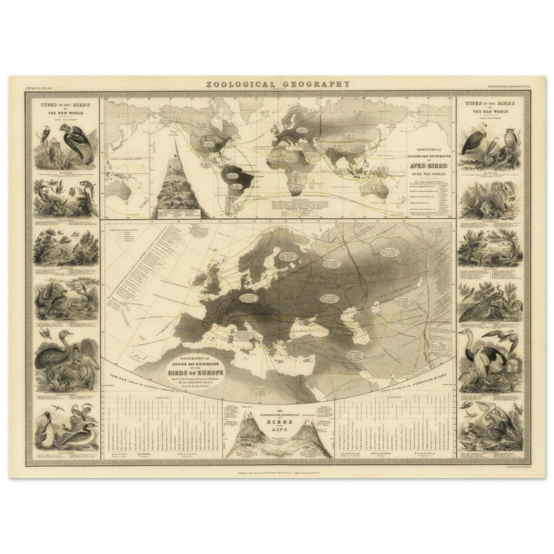 Birds in Europe illustrated vintage old map by Alexander Keith Johnston