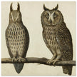 Scops Owl and Long-eared Owl vintage illustration.