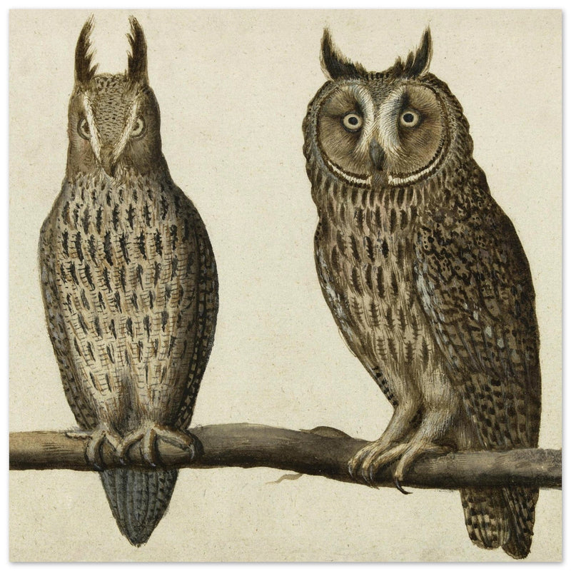Scops Owl and Long-eared Owl vintage illustration.