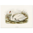 Mute swan . Vintage bird print .   XIX beautiful illustration of european birds collection.