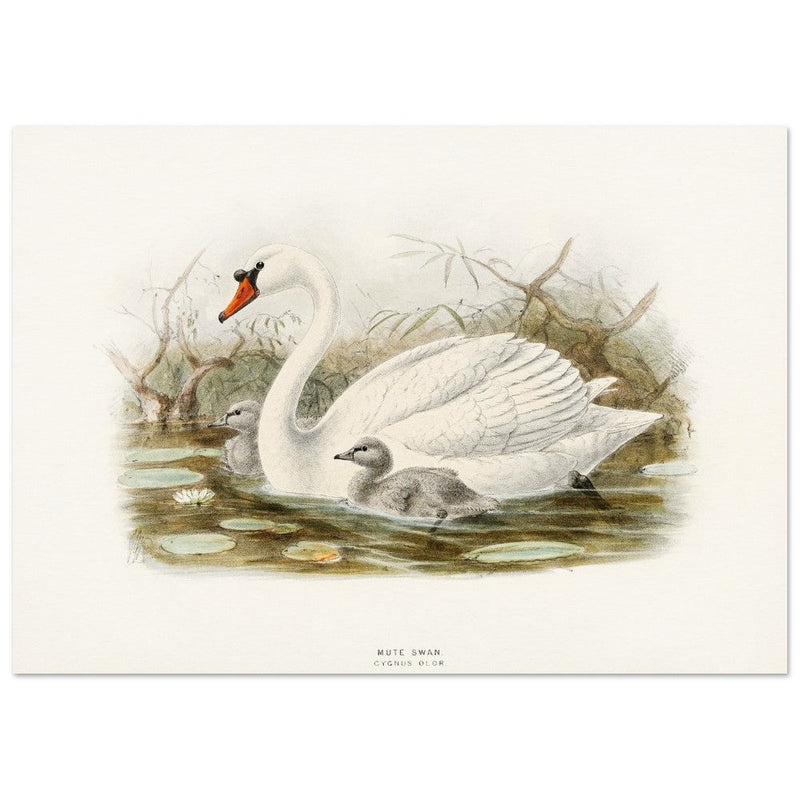 Mute swan . Vintage bird print .   XIX beautiful illustration of european birds collection.