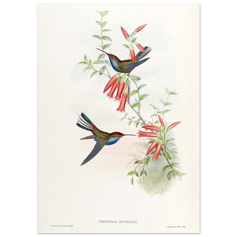 Hummingbirds  by John Gould XIX century . A Monograph of the Trochilidae.