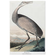 Hooping Crane Sandhill Crane, Grus canadensis by Robert Havel after James Audubon plate reproduction