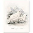 Willow and Rock Ptarmigan birds. Vintage bird print.   XIX beautiful illustration of european birds collection.