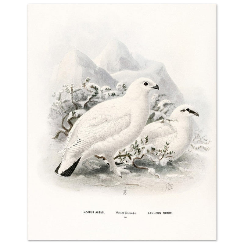 Willow and Rock Ptarmigan birds. Vintage bird print.   XIX beautiful illustration of european birds collection.
