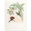 Hummingbirds  by John Gould XIX century . A Monograph of the Trochilidae. 4906