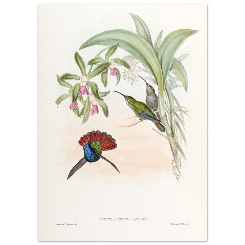 Hummingbirds  by John Gould XIX century . A Monograph of the Trochilidae. 4906
