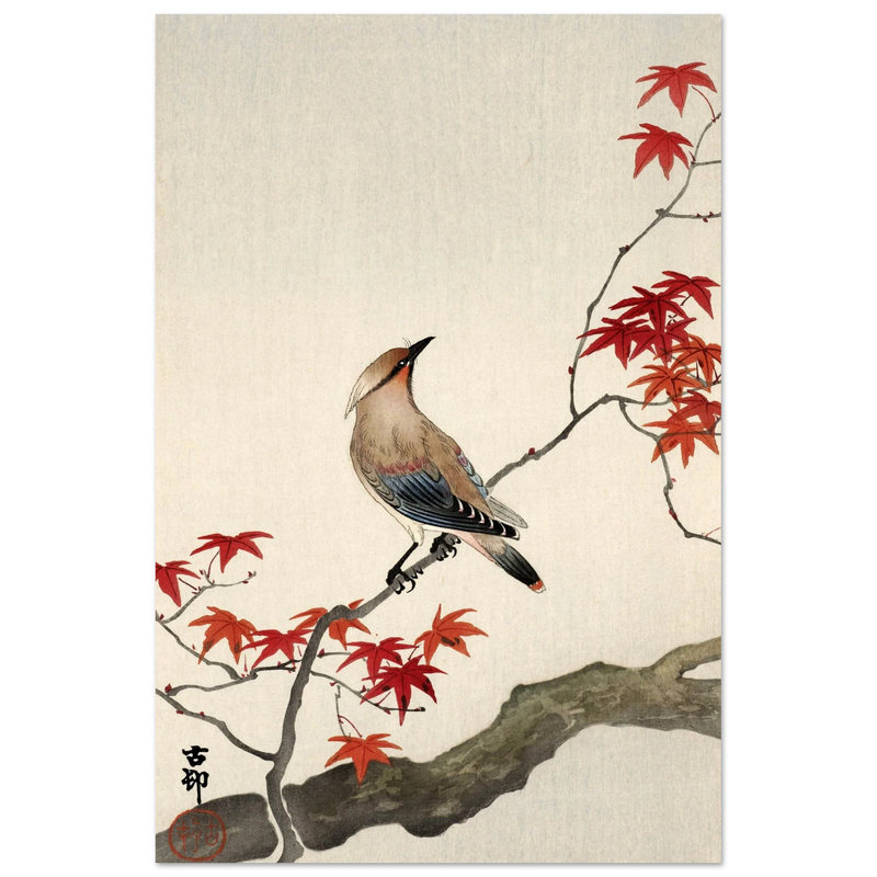 Japanese waxwing on maple by Ohara Koson