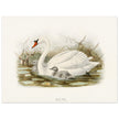 Mute swan . Vintage bird print .   XIX beautiful illustration of european birds collection.