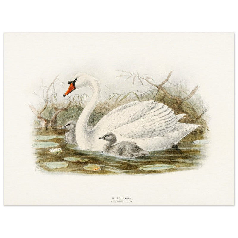Mute swan . Vintage bird print .   XIX beautiful illustration of european birds collection.