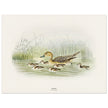 Pintail duck with duclings . Vintage bird print .   XIX beautiful illustration of european birds collection.