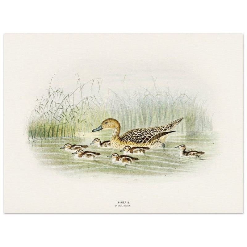 Pintail duck with duclings . Vintage bird print .   XIX beautiful illustration of european birds collection.