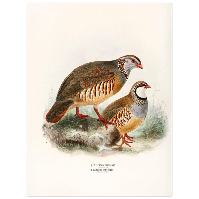 Red legged and barbary partdridges. Vintage bird print.   XIX beautiful illustration of european birds collection.