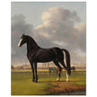 Antique painting of black horse by Anthony Oberman 1828. The fast one in a Meadow.