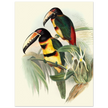 Art print of beautiful vintage toucans birds by John Gould XIX Century.