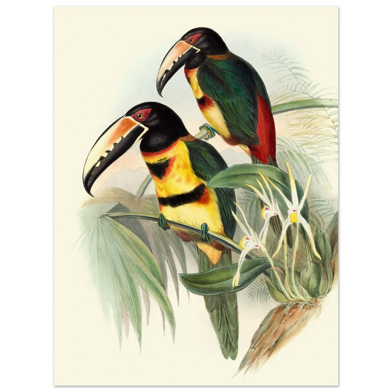 Art print of beautiful vintage toucans birds by John Gould XIX Century.