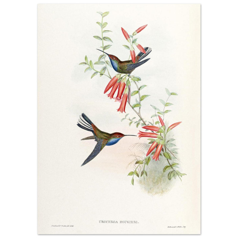 Hummingbirds  by John Gould XIX century . A Monograph of the Trochilidae.