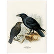 Raven and brown necked raven birds. Vintage bird print.   XIX beautiful illustration of european birds collection.