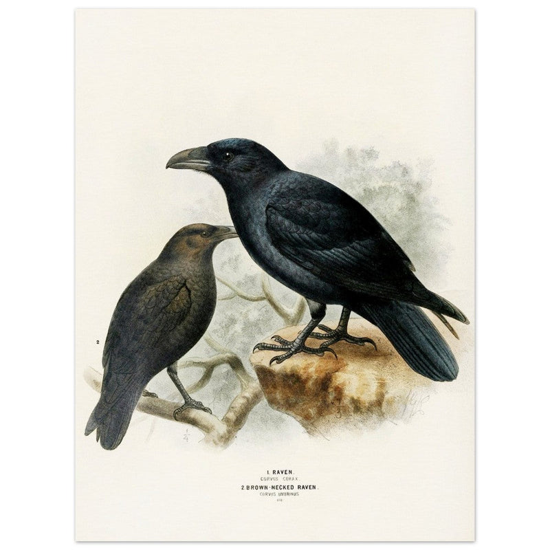 Raven and brown necked raven birds. Vintage bird print.   XIX beautiful illustration of european birds collection.