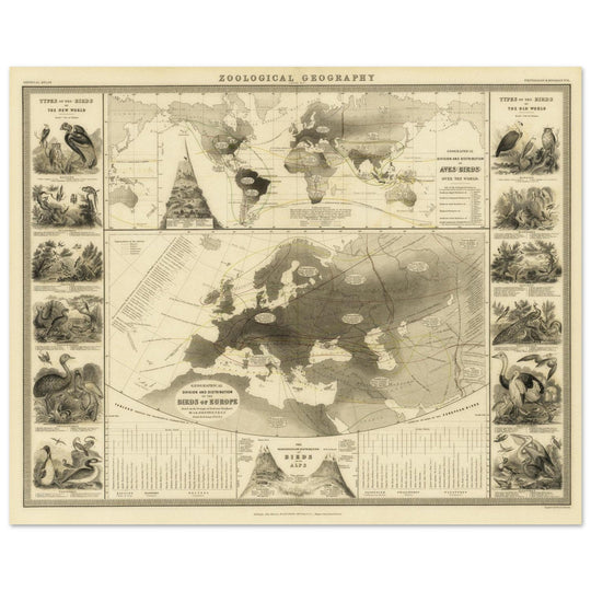 Birds in Europe illustrated vintage old map by Alexander Keith Johnston